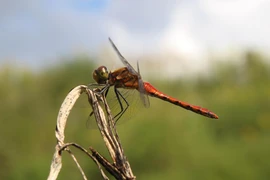 (Ảnh minh họa. Nguồn: theecologist)