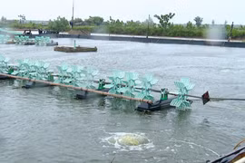 Khu nuôi trồng thủy sản, đê kè biển và các hoạt động khác tại vùng biển huyện Kim Sơn. (Ảnh: Hải Yến/TTXVN)