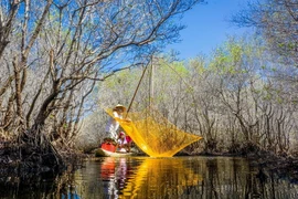 Nỗ lực phục hồi “vành đai xanh” rừng ngập mặn ứng phó với Biến đổi Khí hậu