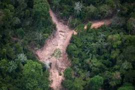 Khoảng rừng Amazon bị chặt phá tại bang Para, Brazil. (Ảnh: AFP/ TTXVN)