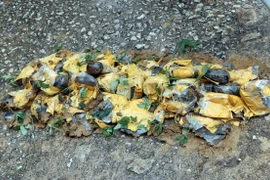 148 cây sâm giống giả Ngọc Linh bị tiêu hủy. (Ảnh: Cao Nguyên/TTXVN)