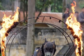 "Đồng đội đặc biệt” của Cảnh sát cơ động