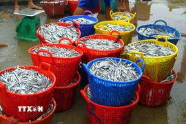 Ảnh minh họa. (Nguồn: TTXVN)