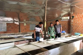 Trang trại nuôi Dúi của Cự chiến binh Nguyễn Thị Biểu, trú tại thôn 2, xã Ayun, huyện Mang Yang. (Ảnh: Hoài Nam-Xuân Huy/Vietnam+)