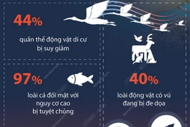 UNEP báo động nguy cơ đối với các loài di cư trên toàn cầu