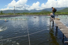 (Ảnh minh họa. TTXVN phát)