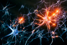 Hệ thần kinh. (Ảnh minh họa. Getty images)