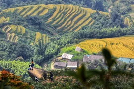 Thời điểm để ngắm mùa lúa chín Y Tý là vào hai tuần đầu tháng 9. (Ảnh: Thành Đạt/TTXVN)