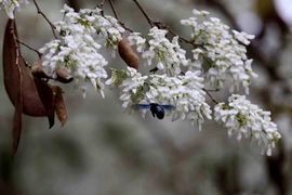 Hà Nội: Hoa sưa nở trắng tinh khôi giữa mùa cây thay lá