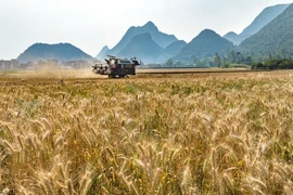 Thu hoạch lúa mì trên cánh đồng ở tỉnh Vân Nam, Trung Quốc. (Ảnh: THX/TTXVN)