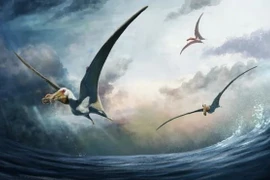 Các nhà khoa học phát hiện hóa thạch của một loài bò sát bay khổng lồ trong thời kỳ khủng long. (Nguồn: discoverwildlife)