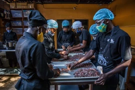 Phân loại hạt cacao tại một xưởng sản xuất chocolate ở Petionville, Haiti. (Ảnh: AFP/TTXVN)