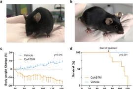 Nghiên cứu mới: Tập aerobic có thể đảo ngược việc giảm sức bền và teo cơ