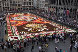 Gần 1 triệu bông thu hải đường đầy màu sắc đã được huy động về quảng trường trung tâm Grand Place ở Brussels, Bỉ để tạo thành tấm thảm hoa khổng lồ.