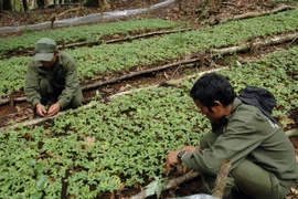 Vườn Sâm Ngọc Linh trồng dưới tán rừng của Công ty TNHH Một thành viên Lâm nghiệp Đăk Tô. (Ảnh: Quang Thái/TTXVN)