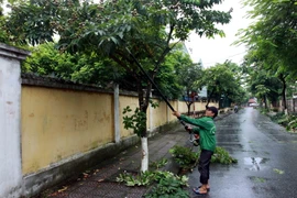 Các địa phương tại Thái Bình chủ động cắt tỉa cành cây để tránh bão quật đổ. (Ảnh: Thế Duyệt/TTXVN)