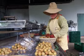 Sơ chế nhãn xuồng cơm vàng tại Hợp tác xã Nông nghiệp và Dịch vụ Nhân Tâm (huyện Xuyên Mộc). (Ảnh: Hoàng Nhị/TTXVN)
