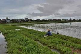 (Ảnh minh họa: Thành Đạt/TTXVN)