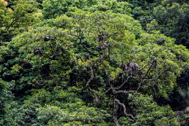Chà vá chân nâu có tên khoa học Pygathrix nemaeus chụp được qua b​ẫy ảnh ở rừng Động Châu-Khe Nước Trong. (Ảnh: Mạnh Thành/TTXVN)