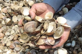 (Ảnh minh họa: Hoàng Ngà/TTXVN)