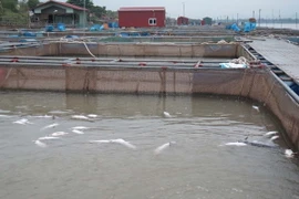 (Ảnh minh họa: Tiến Vĩnh/TTXVN)