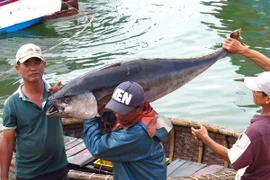 Ngư dân Phú Yên đánh bắt cá ngừ đại dương. (Ảnh minh họa: Thế Lập/TTXVN)