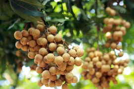 Nhãn lồng là đặc sản của Hưng Yên, quả nhãn to tròn, vỏ có màu vàng nhạt, cùi dày, ráo nước, có hương vị ngọt thơm giòn dai. (Ảnh: Hoàng Hùng-Vũ Sinh/TTXVN)