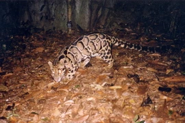 Báo gấm (Pardofelis nebulosa). (Ảnh: TTXVN phát)