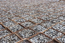 Hình ảnh những "cánh đồng cá" phơi khô ở tại Quảng Trị