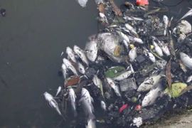 (Ảnh minh họa: Thu Hoài/TTXVN)