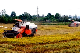 Thu hoạch lúa Đông Xuân ở quận Ô Môn, thành phố Cần Thơ. (Ảnh: Thanh Liêm/TTXVN)