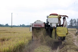 Nông dân ĐBSCL thu hoạch lúa Đông Xuân. (Ảnh: Lê Sen/TTXVN)