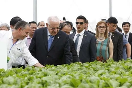 Tổng thống Israel Reuven Rivlin và Phu nhân đã tới thăm Dự án đầu tư Nông nghiệp ứng dụng công nghệ cao VinEco Tam Đảo. (Ảnh: Nguyễn Thảo/TTXVN)