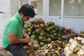 Công nhân Công ty TNHH XNK trái cây Mekong sơ chế dừa xuất khẩu. (Ảnh: Phạm Văn Trí/TTXVN)