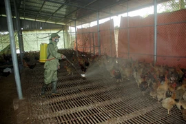 (Ảnh minh họa: Quang Cường/TTXVN)