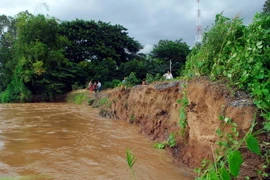 Điểm sạt lở bờ sông Tiền trên địa bàn phường An Lạc (thị xã Hồng Ngự, tỉnh Đồng Tháp) dài hơn 100m, ăn sâu vào đất liền hơn 15m, đe dọa tính mạng và tài sản của người dân. (Ảnh: Mạnh Linh/TTXVN)