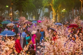 150 cây và khoảng 10.000 cành hoa Anh đào Nhật Bản cùng một số loài hoa đặc trưng của Việt Nam được trưng bày trong Lễ hội hoa Anh đào 2017. (Ảnh: Trọng Đạt/TTXVN)