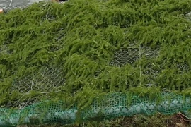 Khung rong nho giống tại Ninh Hải. (Ảnh: Nguyên Lý/TTXVN)