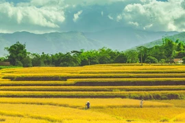 Thời điểm này, những người nông dân tại huyện Bình Liêu đã bắt đầu gặt lúa. (Ảnh: Minh Sơn/Vietnam+)