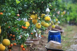 Ông Giáp cho biết, cây chọn ghép phải có thân to và bộ rễ chùm khỏe, thường là cây bưởi, sau đó đưa thêm các loại quả khác như cam, phật thủ,… sao cho các loại quả chín đúng dịp Tết. (Ảnh: Minh Sơn/Vietnam+)