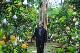 Loại cây với 10 loại quả 'siêu lạ' của ông Lê Đức Giáp. (Ảnh: Minh Sơn/Vietnam+)