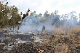 Ảnh chỉ có tính minh họa. (Ảnh: Dương Giang/TTXVN)