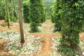 Ảnh chỉ có tính minh họa. (Ảnh: Anh Dũng/TTXVN)