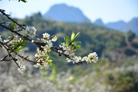 Hoa mận đang nở trắng khắp các vạt núi, triền đồi, trong các bản làng của người dân các dân tộc. 