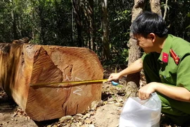 Lực lượng chức năng kiểm tra số gỗ bị thu giữ. (Ảnh:Hoài Nam/TTXVN)