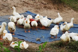 Ảnh chỉ có tính minh họa. (Ảnh: Thanh Tân/TTXVN)