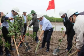 Bộ trưởng Bộ Tài nguyên và Môi trường Trần Hồng Hà (giữa) cùng đại biểu, lãnh đạo các Bộ ngành Trung ương và lãnh đạo Ủy ban Nhân dân tỉnh Thái Bình trồng cây tại bãi bồi ven biển huyện Thái Thụy. (Ảnh: Xuân Tiến/TTXVN)