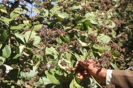 Ảnh chỉ có tính minh họa. (Ảnh: K GỬI H/TTXVN)