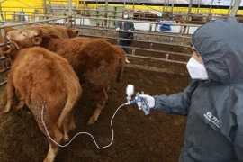 Tiêm vắcxin cho bò để ngăn chặn sự lây lan của dịch lở mồm long móng tại Goesan, tỉnh Bắc Chungcheong, Hàn Quốc. (Nguồn: EPA/TTXVN)