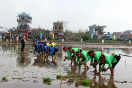 Quang cảnh thi cấy Ngày hội xuống đồng. (Ảnh: Văn Đạt/TTXVN)